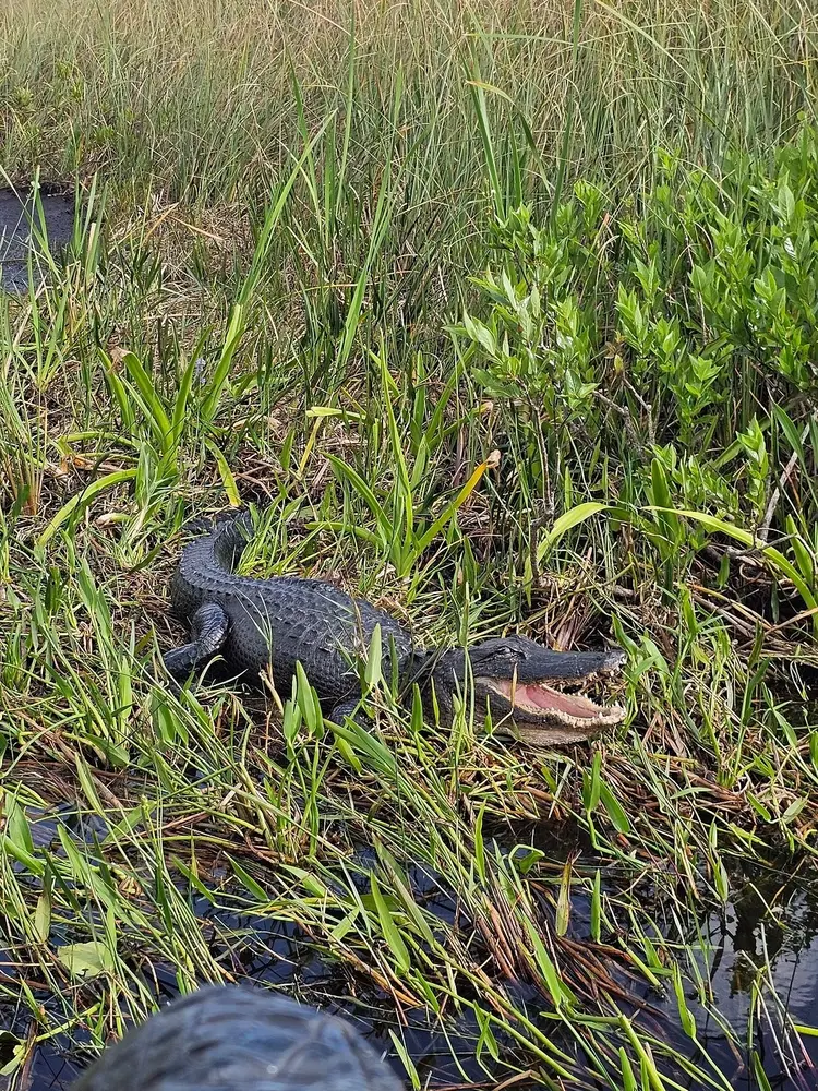 1.5 Hours Private Airboat Tour — photo 3 from Miami Everglades Connection Airboat Tours