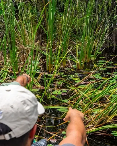 A guide pointing into tall Everglades sawgrass from the airboat