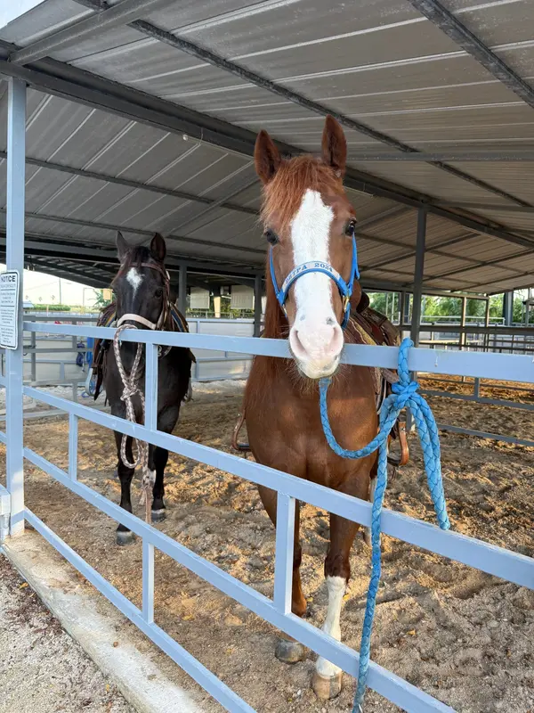 A chestnut horse with a blue halter at a stable fence