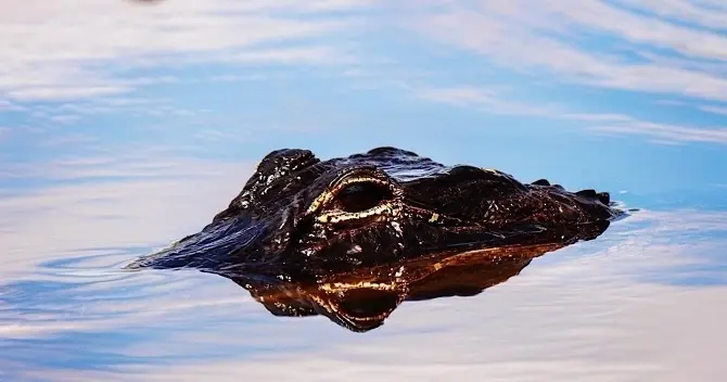 Everglades Airboat Tour — photo 3 from System Shuttle Miami