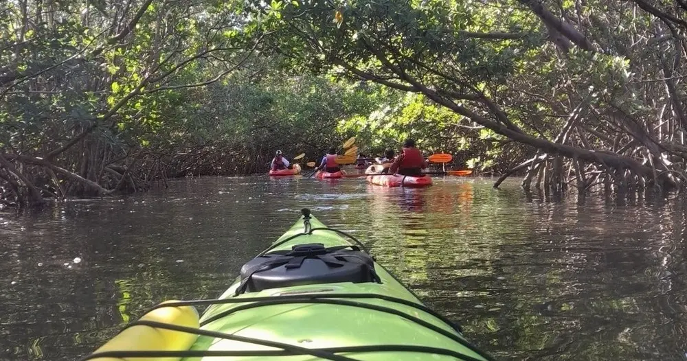 A kayak bow gliding through a mangrove tunnel