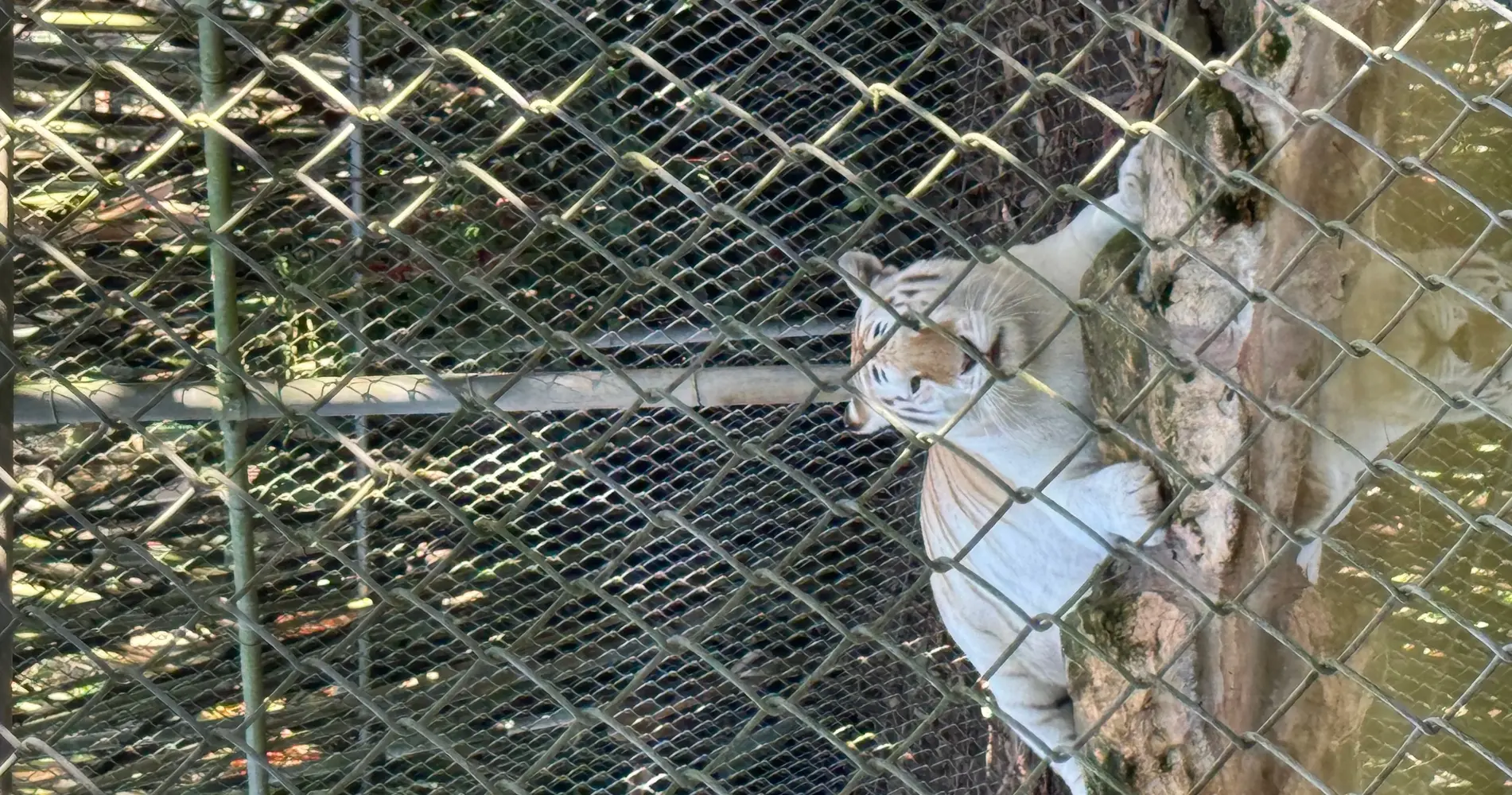 Exotic Wild life ATV Zoo Tour — photo 3 from Soflo Extreme Jetskis LLC