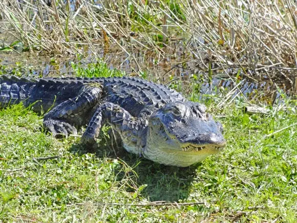 Everglades Airboat Tour — photo 2 from System Shuttle Miami