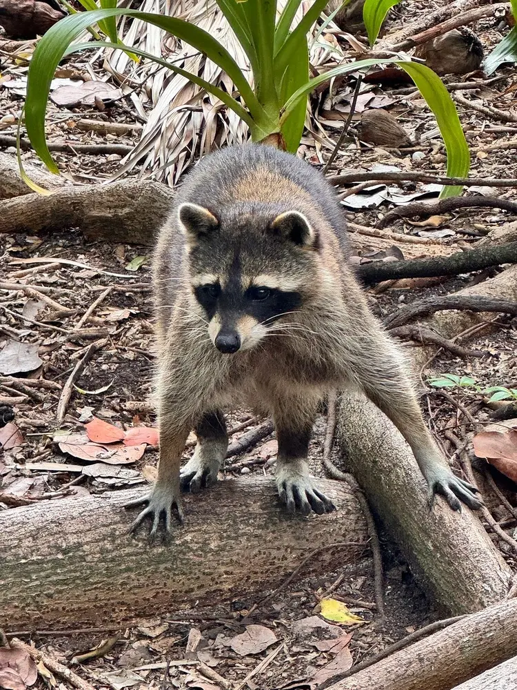 Shared Raccoon Island Trip — photo 3 from Ocean Force Adventures