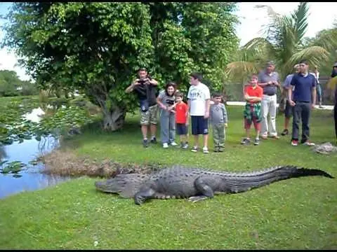 Everglades Airboat Adventure + FREE 2 HOURS with Rentals. — photo 1 from Miami Beach Bike Rental & Segway tours