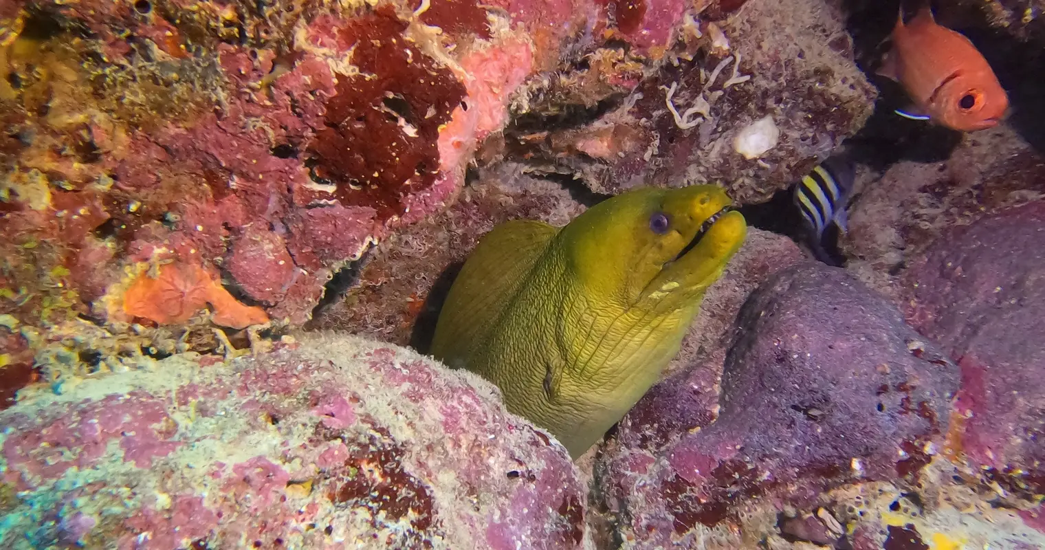 A green moray eel peering out of a reef crevice