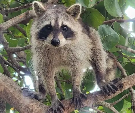 Shared Raccoon Island Trip — photo 1 from Ocean Force Adventures