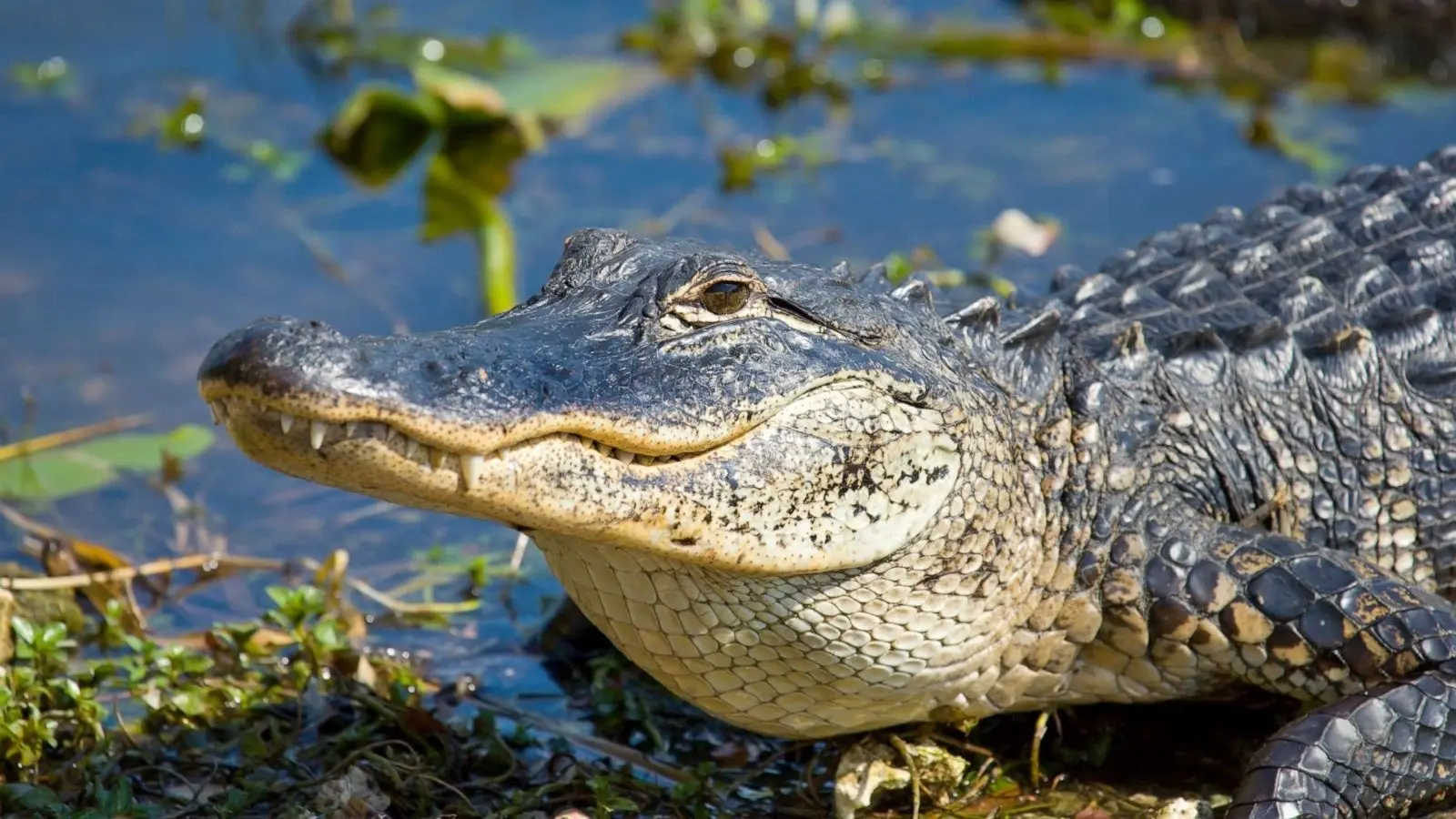 Everglades Airboat and Millionaire's Row Cruiser Tour Combo + FREE 2 HOURS with Rentals. — photo 1 from Miami Beach Bike Rental & Segway tours