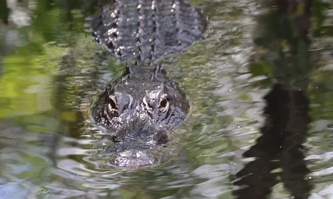 Everglades Airboat Tour — photo 1 from System Shuttle Miami