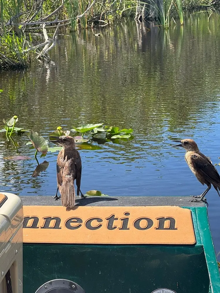 1.5 Hours Private Airboat Tour — photo 2 from Miami Everglades Connection Airboat Tours