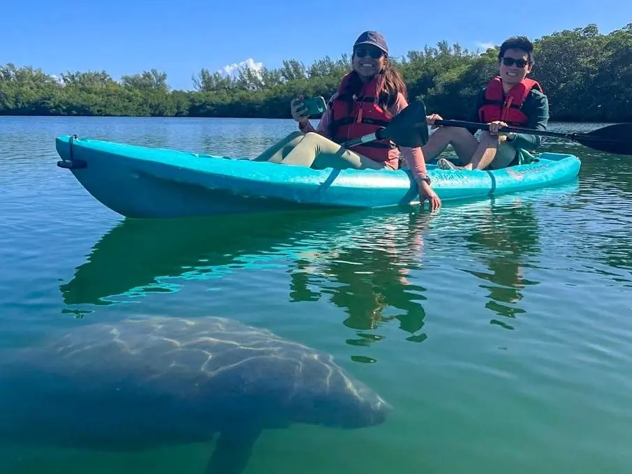 Two kayakers in a turquoise kayak above a manatee