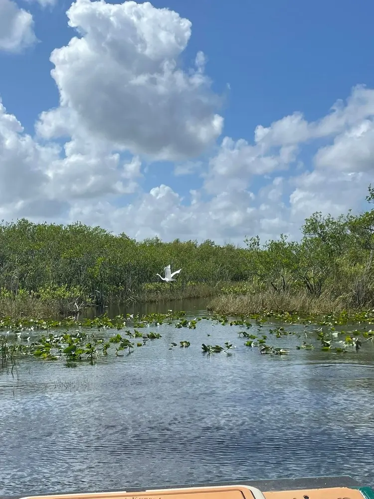Semi-Private Airboat Tour — photo 4 from Miami Everglades Connection Airboat Tours