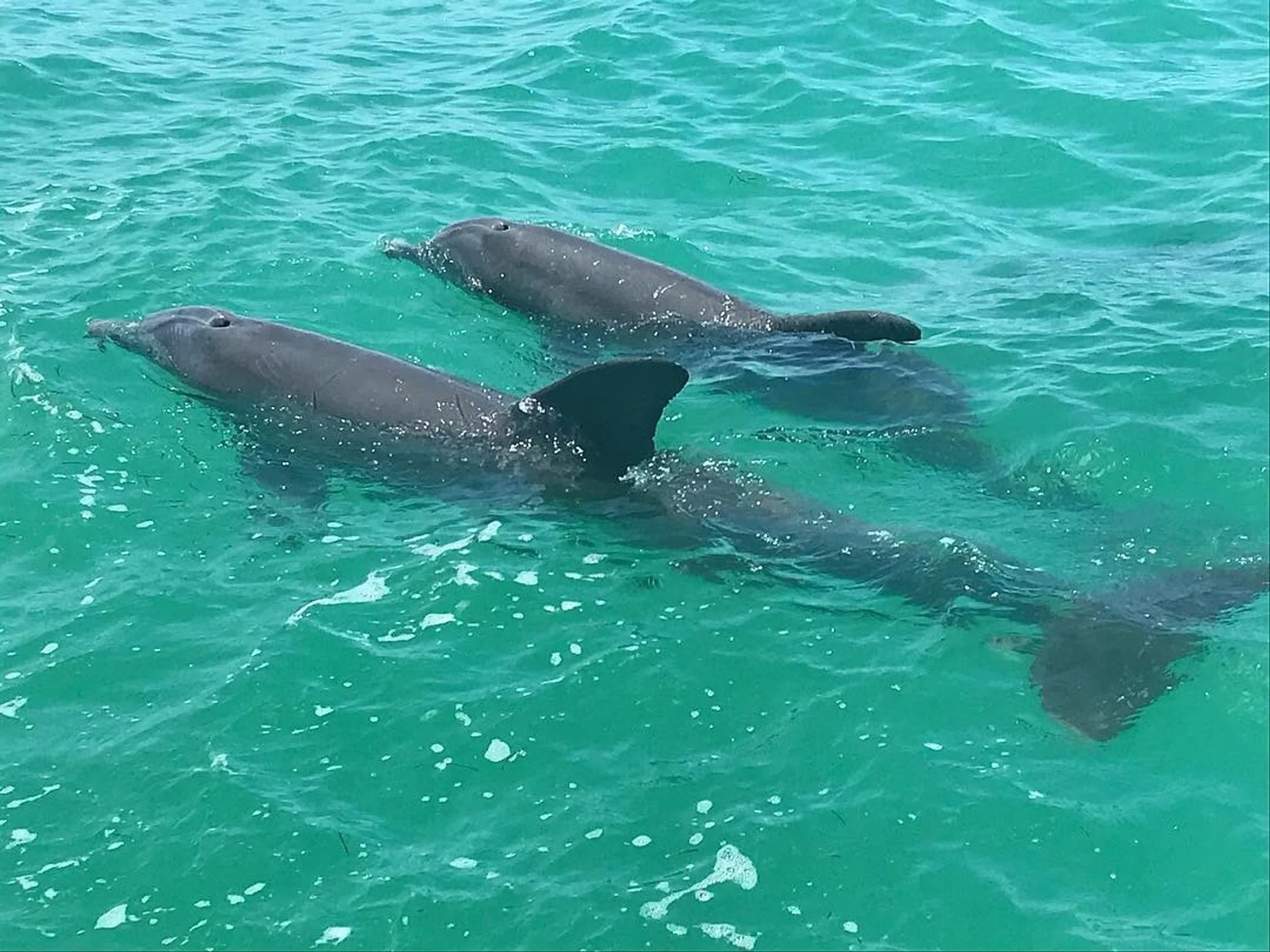 Dolphins swimming together in clear turquoise water
