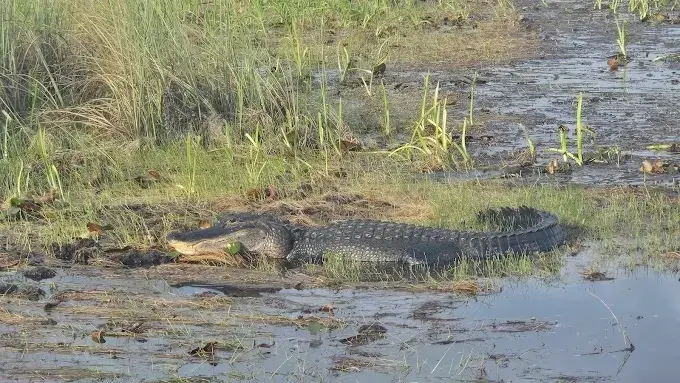 2 Hours Private Airboat Tour — photo 4 from Miami Everglades Connection Airboat Tours