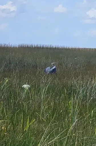 2 Hours Private Airboat Tour — photo 3 from Miami Everglades Connection Airboat Tours