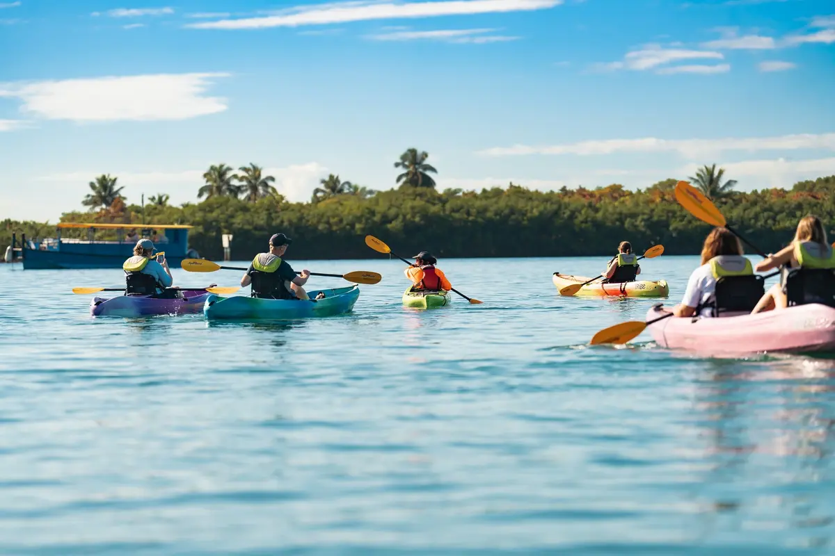A group of kayakers paddling near a mangrove shoreline