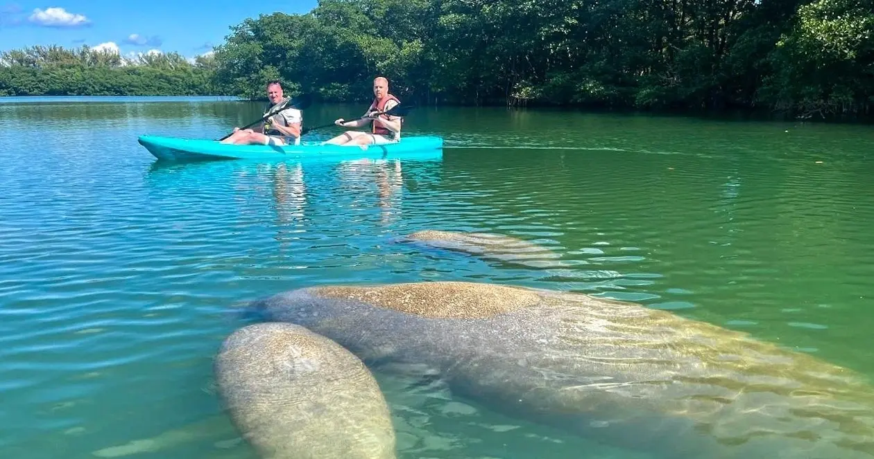 Two kayakers in a green lagoon with manatees beneath the surface