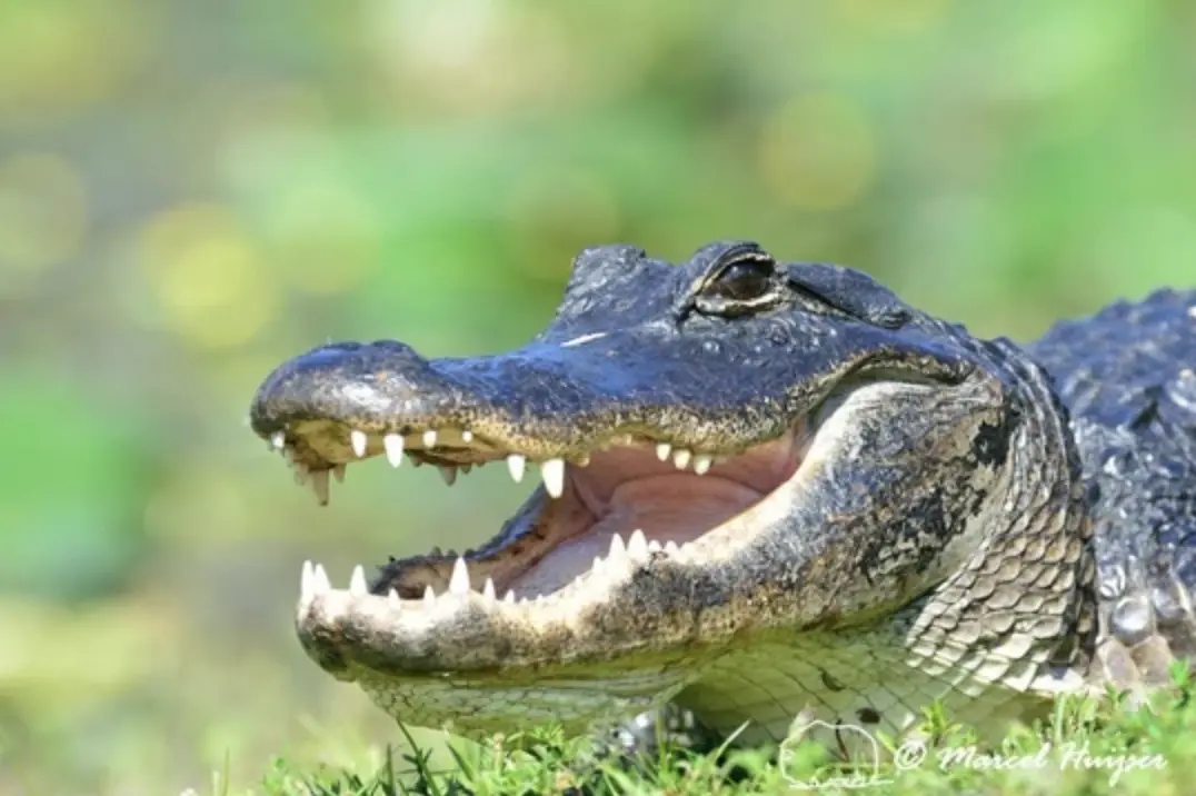 Everglades Airboat Adventure with FREE South Beach Bike Rental — photo 1 from 305 Tours & Rentals