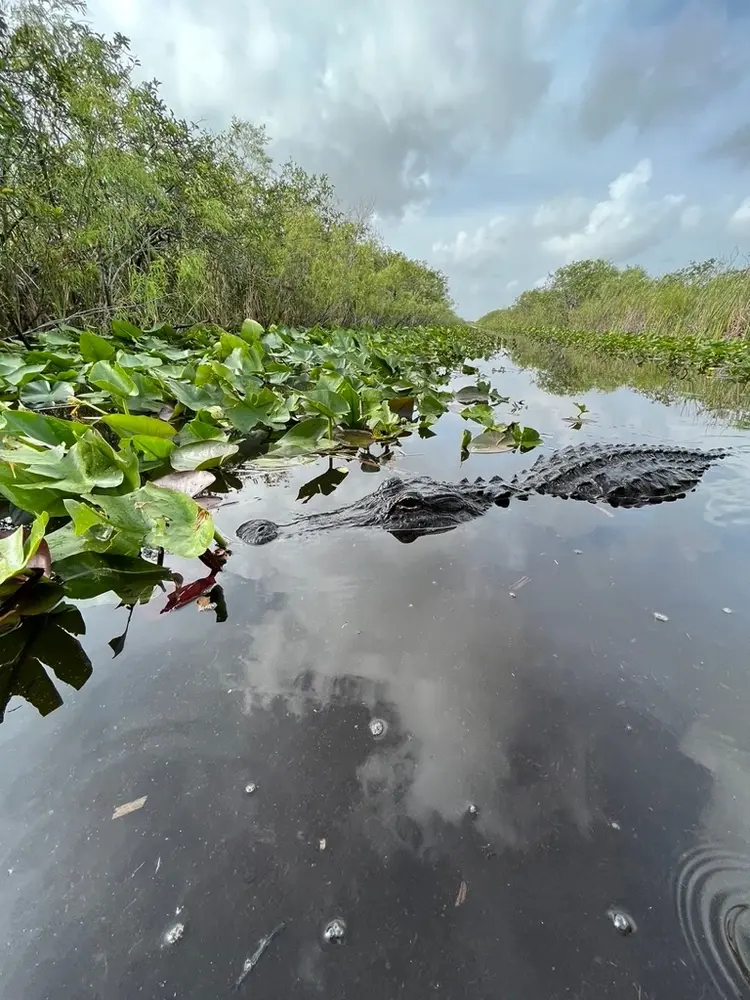 Semi-Private Airboat Tour — photo 3 from Miami Everglades Connection Airboat Tours