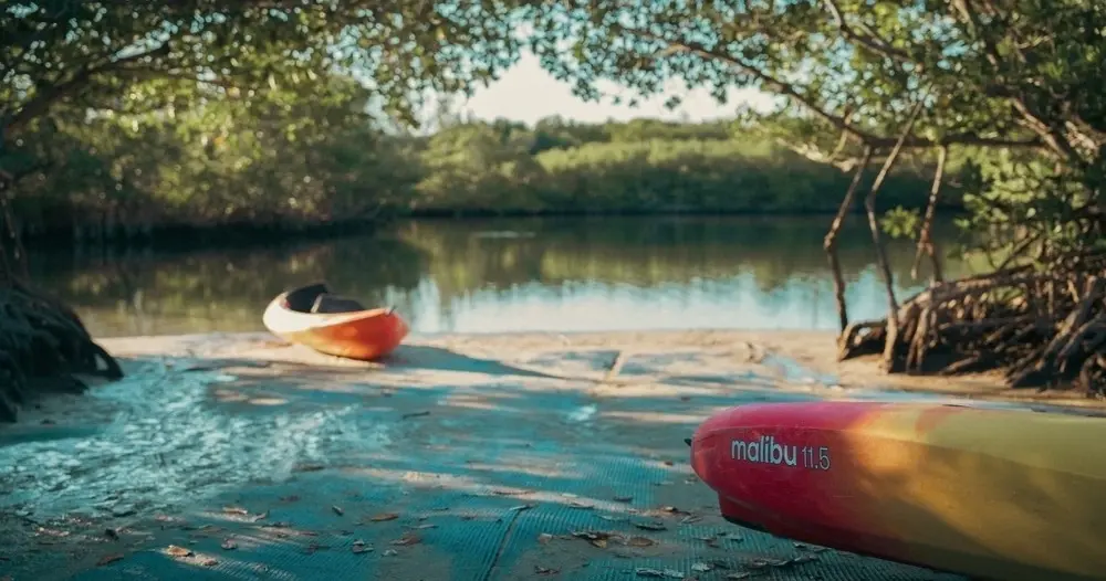 Kayaks pulled up on a sandy mangrove shore
