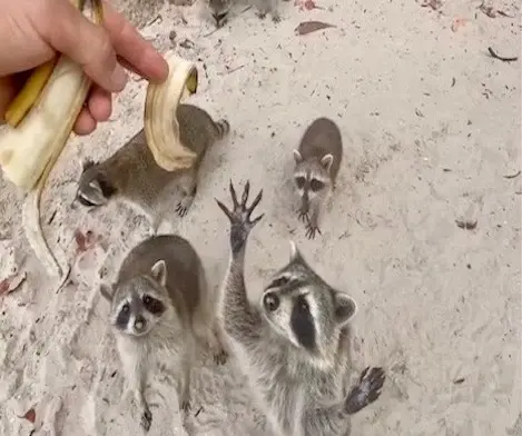 Raccoons on a sandy island beach reaching toward a person’s hand