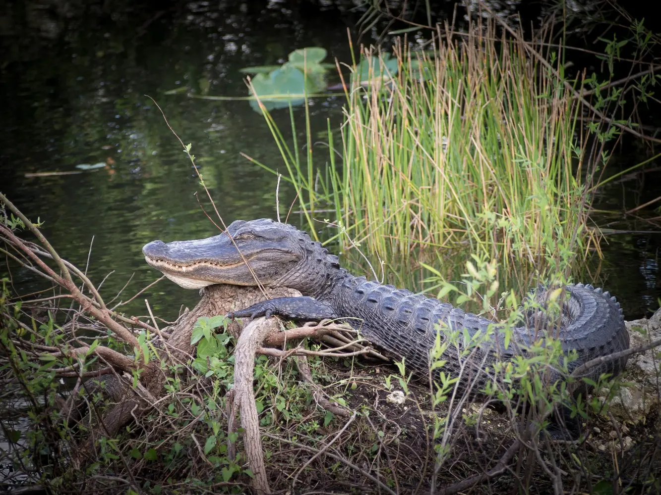 Everglades Airboat Tour — photo 5 from System Shuttle Miami