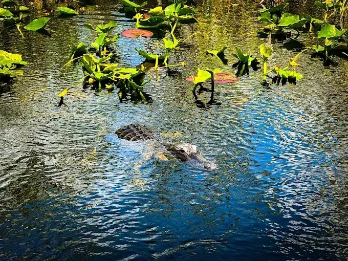 Sunset 1.5 Hours Private Tour — photo 3 from Miami Everglades Connection Airboat Tours