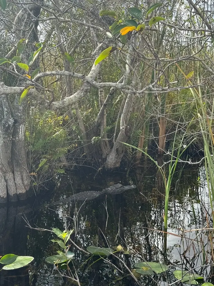 1.5 Hours Private Airboat Tour — photo 4 from Miami Everglades Connection Airboat Tours