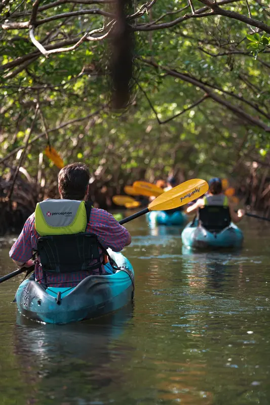 A paddler in a kayak following others through the mangroves