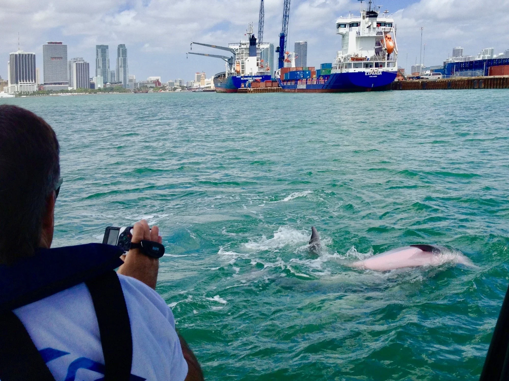 A dolphin surfacing beside a passenger taking a photo