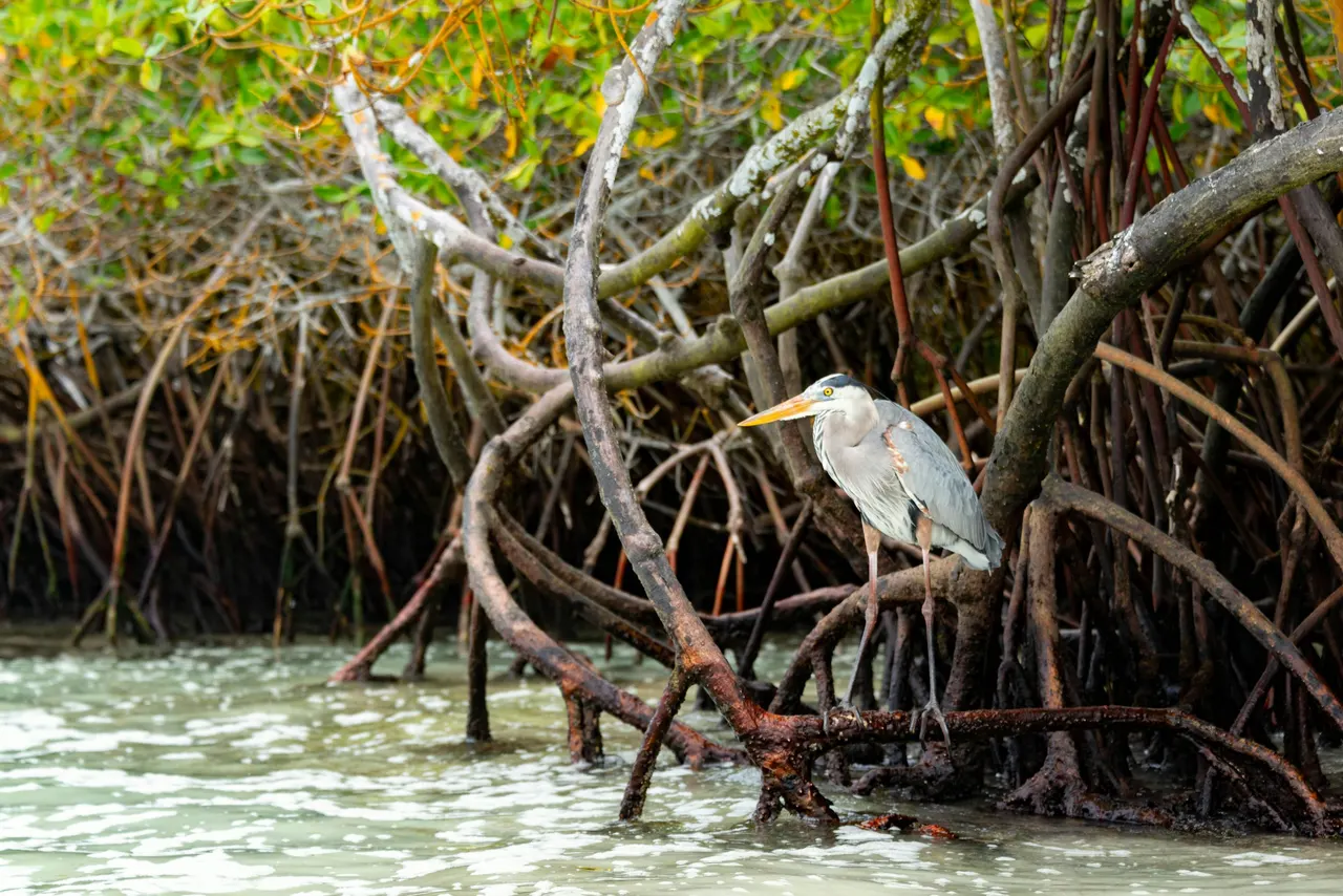 Biscayne Bay Wildlife Encounter — photo 1 from SoFlo Water Adventures