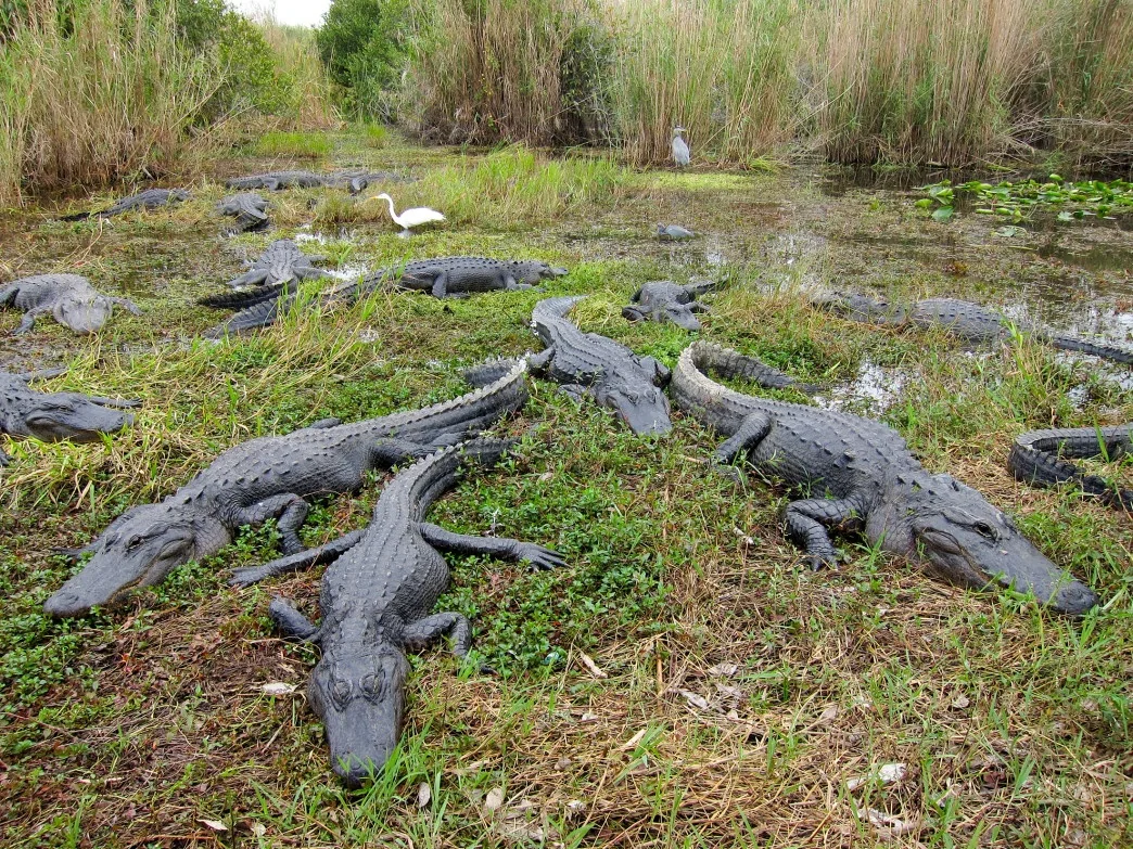 Alligators resting beside marsh vegetation