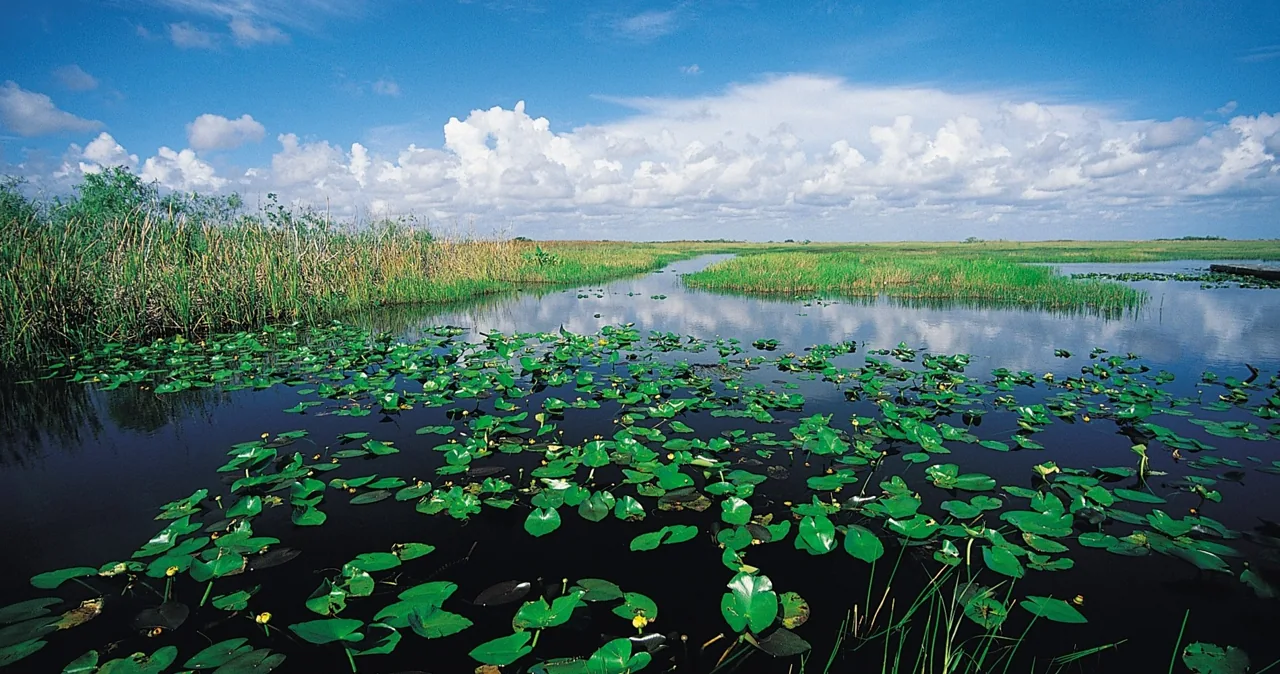 Water lilies covering a wetland beneath a blue sky