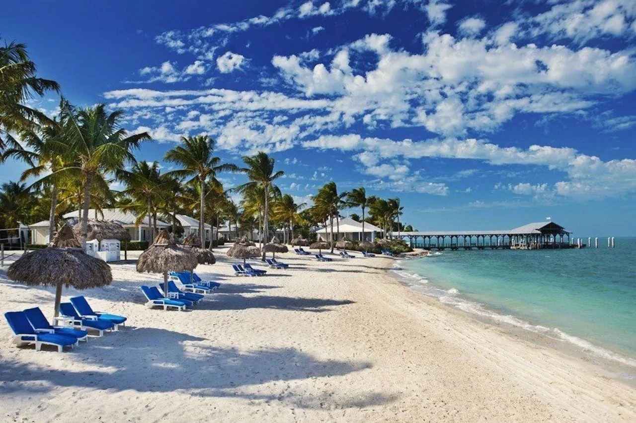 Palm trees and lounge chairs along a sandy beach