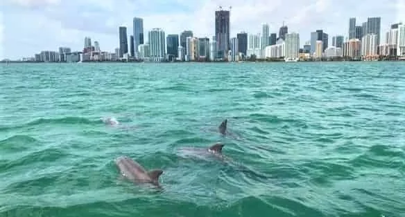 Dolphins surfacing in Biscayne Bay with the Miami skyline beyond