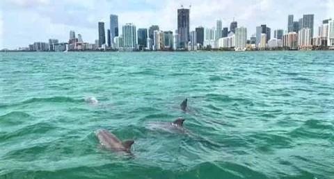 Dolphins surfacing in Biscayne Bay with the Miami skyline beyond